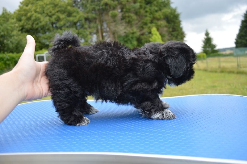 Du Domaine De Fei Fei - Shih Tzu - Portée née le 07/05/2014